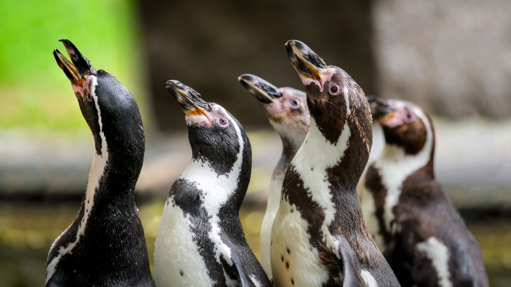 Tučňáci Humboldtovi. Foto Petr Hamerník, Zoo Praha