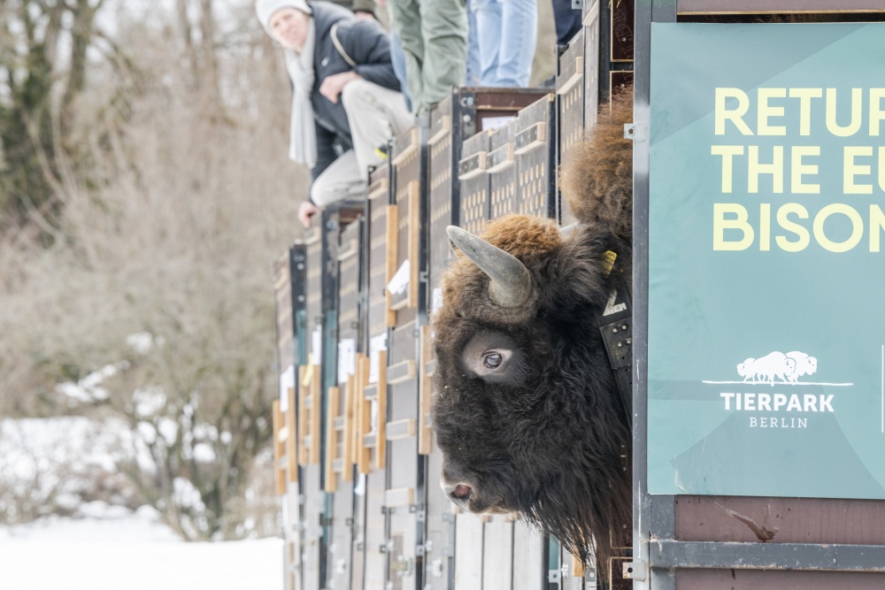 Pohled do tváře jednoho ze tří převezených býků. Foto Emil Khalilov, WWF