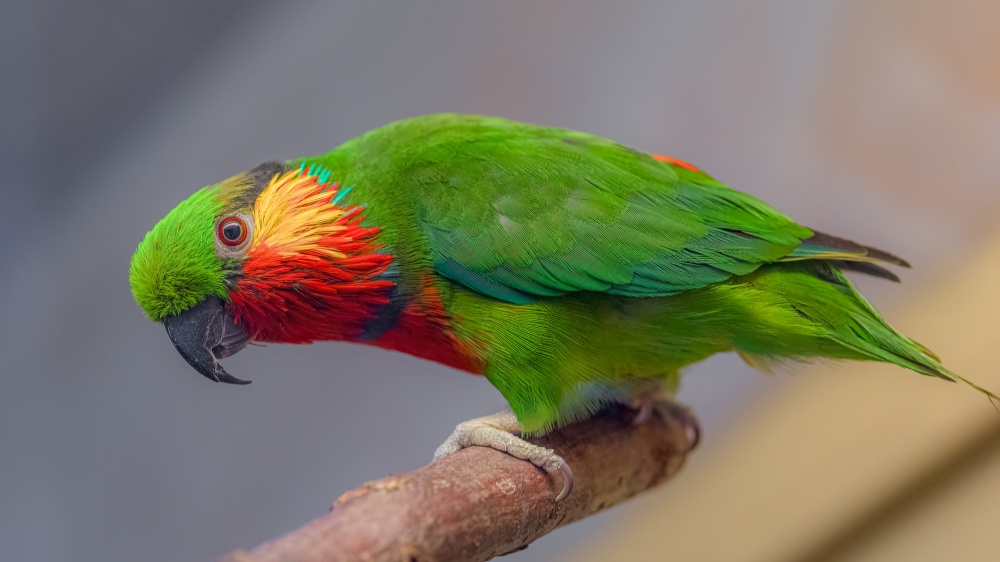 Edward’s fig parrot has been kept at Prague Zoo since 1997. The zoo reared its first clutch exactly 20 years ago. Photo Petr Hamerník, Prague Zoo