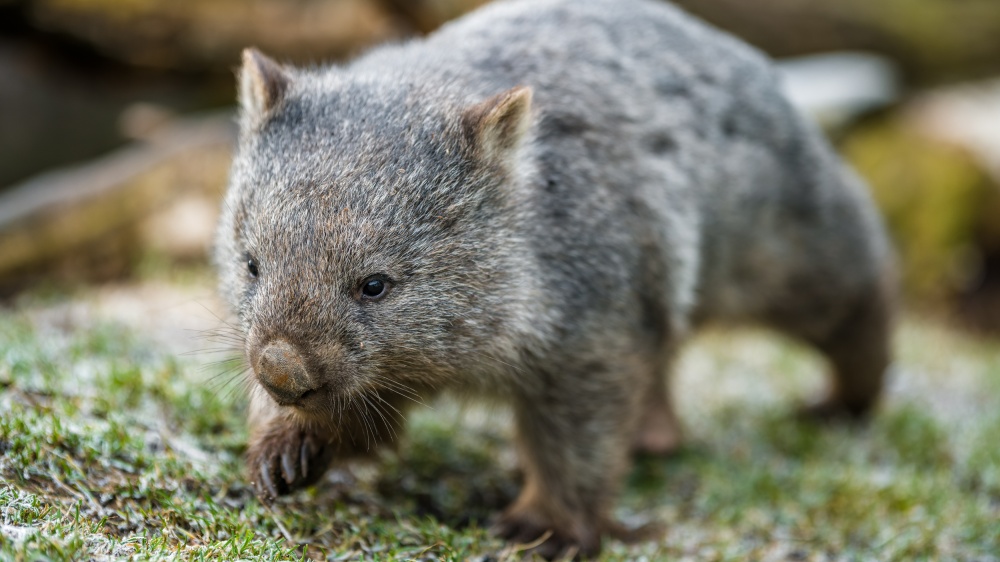Osmnáctiměsíční samec vombata obecného dorazil do Zoo Praha loni v prosinci. Momentálně váží jedenáct kilogramů, v dospělosti může vážit ještě o šest více. Foto Petr Hamerník, Zoo Praha