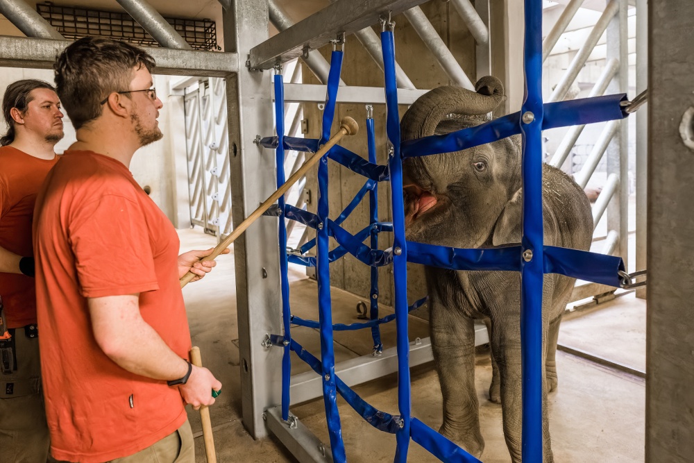 A loud click alerts the animal to correctly understanding what is wanted of it, the target helps the animal to understand what to do by touch. In the photo, head keeper Martin Kristen trains Lakuna. Photo Petr Hamerník, Prague Zoo