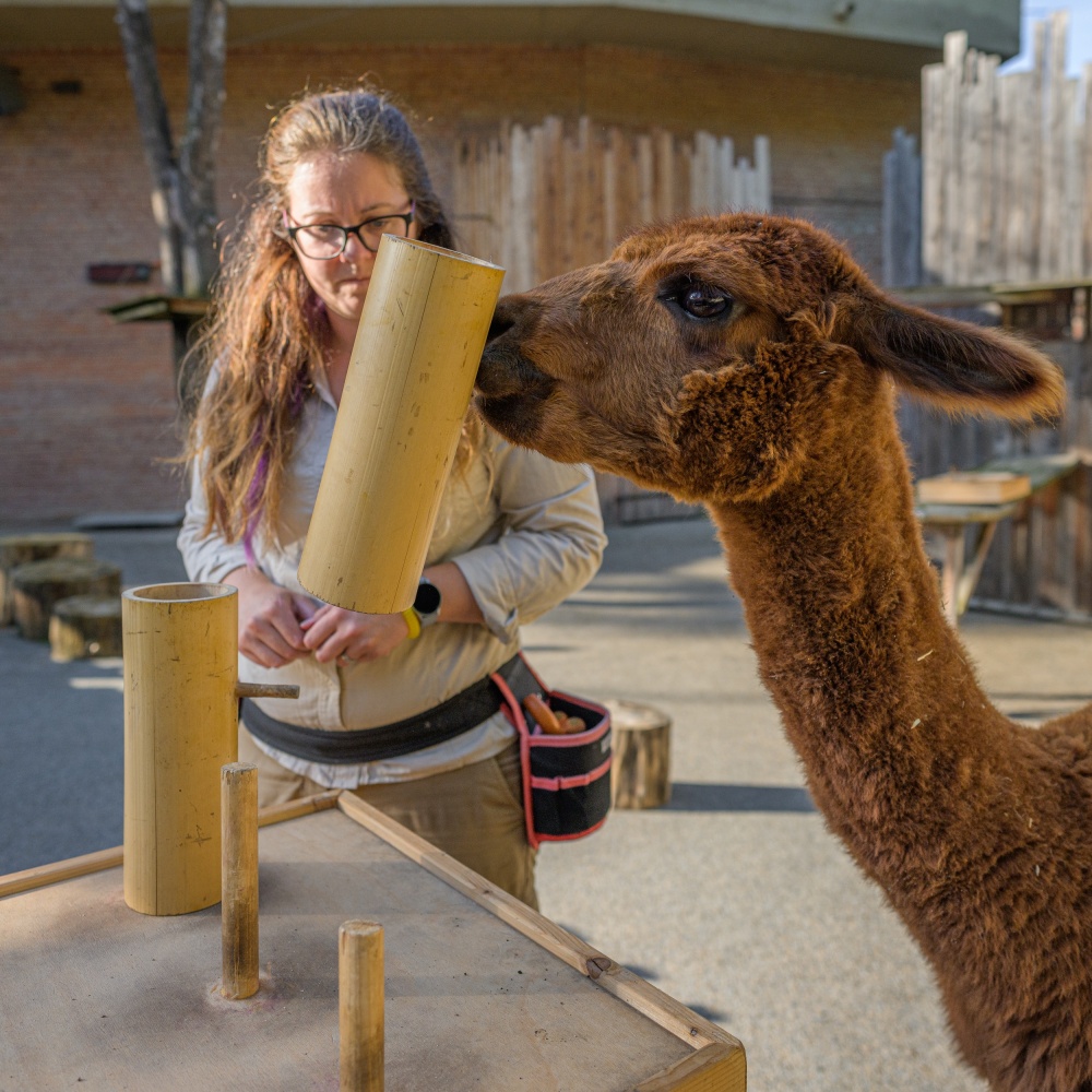 Hlavními hvězdami programu v Rezervaci Bororo v Zoo Praha budou lama alpaka Sancho, miniprasátka Jonatán a Pepinka, koza Jarmila, fretka Fred a samec káně Harrisovy Diego. Foto: Petr Hamerník, Zoo Praha.