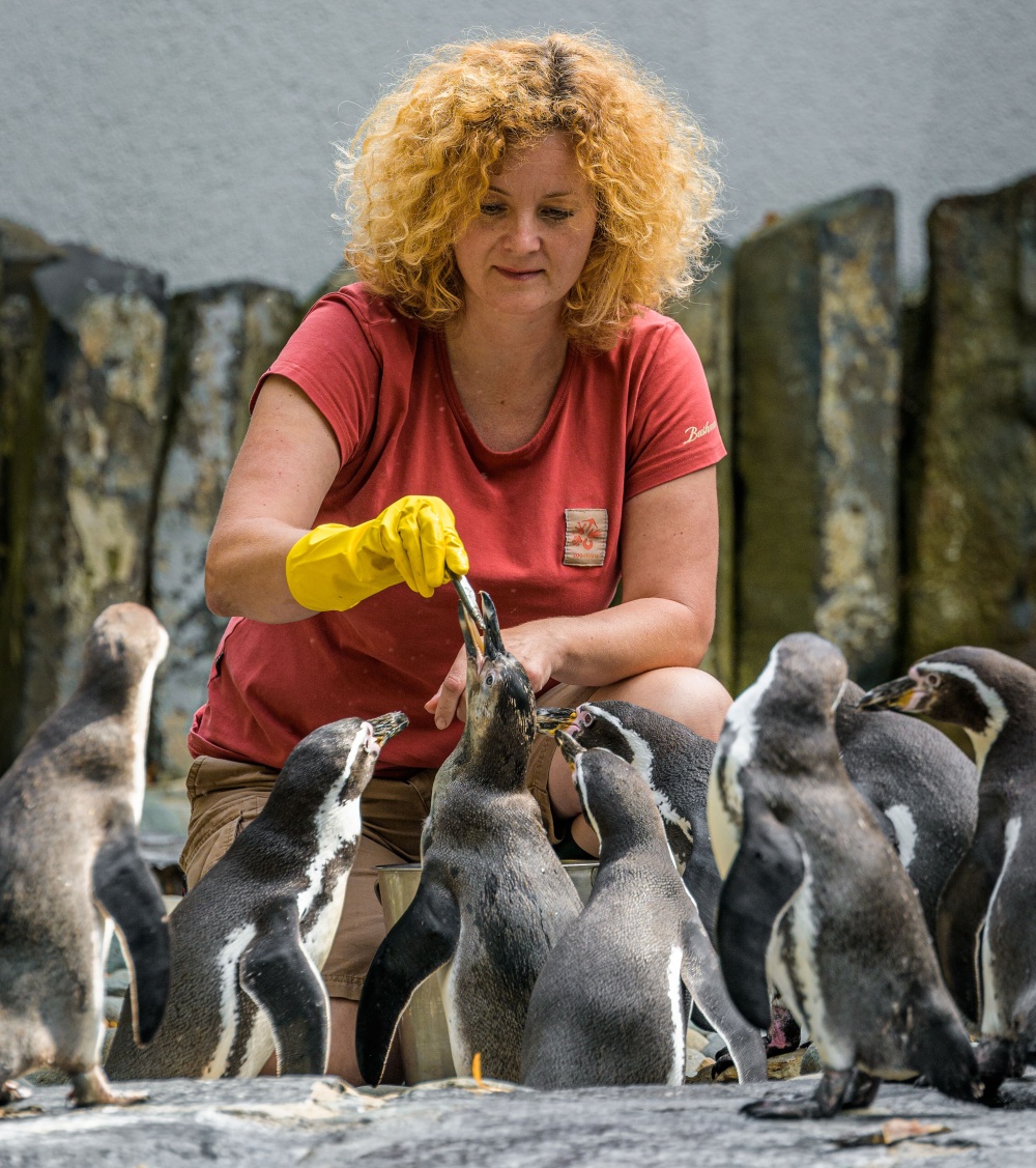 V 11 hodin mohou návštěvníci vidět skupinu tučňáků Humboldtových při komentovaném krmení v jejich pavilonu v dolní části Zoo Praha. Foto: Petr Hamerník, Zoo Praha.