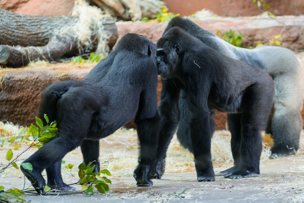 Nine-year-old Duni meets her grandmother Kijivu. But, according to the keepers, gorillas don’t sense they have common genes. Photo Petr Hamerník, Prague Zoo
