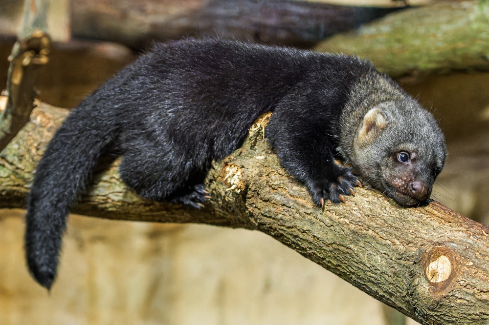 The tayra twins are already attempting to climb along the branches in the exhibit. However, it will be several months before they reach their parents’ levels of agility and swiftness. Photo Petr Hamerník, Prague Zoo