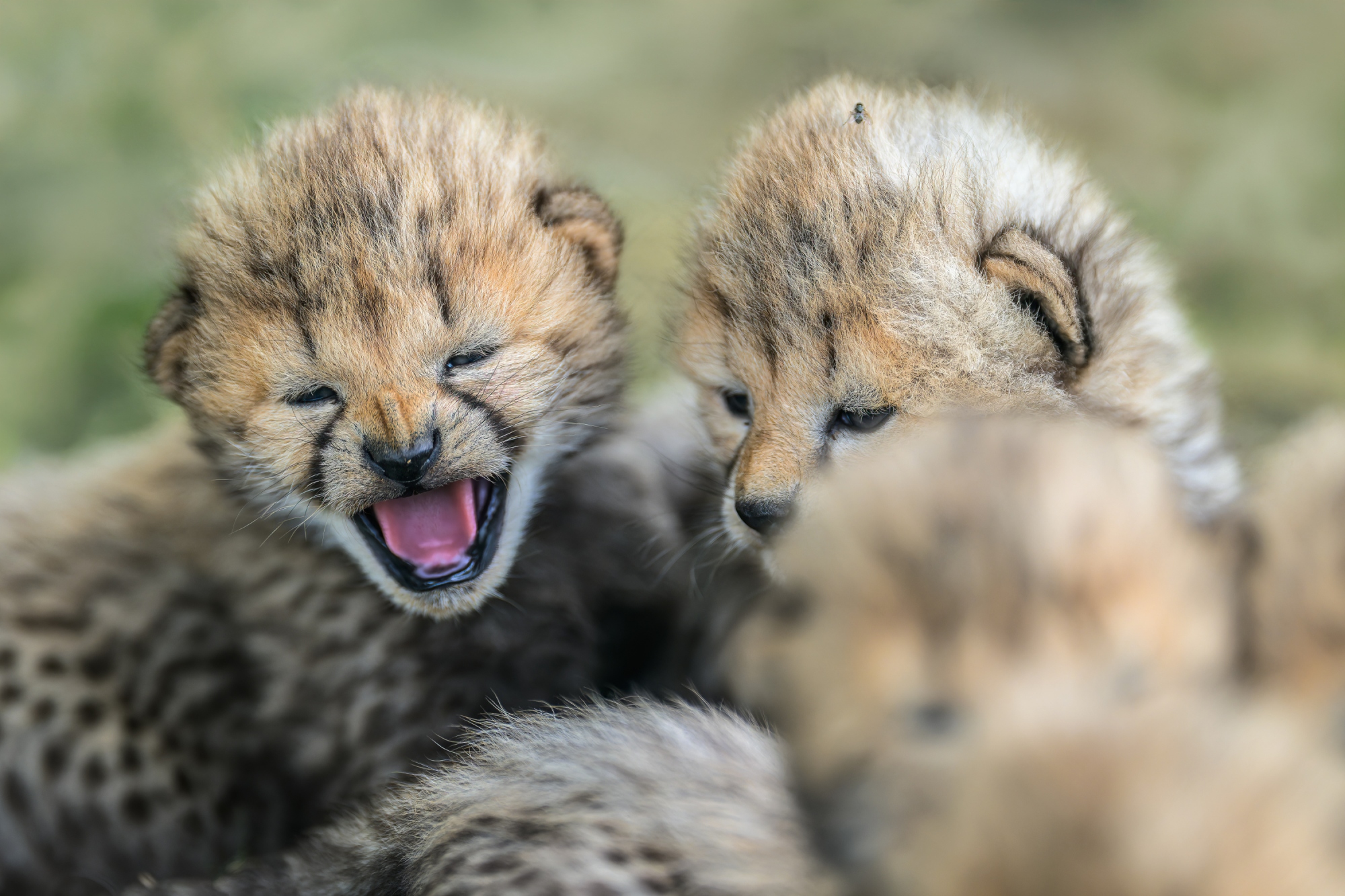Malým gepardům nyní začínají růst řezáky. Foto Petr Hamerník, Zoo Praha Malým gepardům nyní začínají růst řezáky. Foto Petr Hamerník, Zoo Praha
