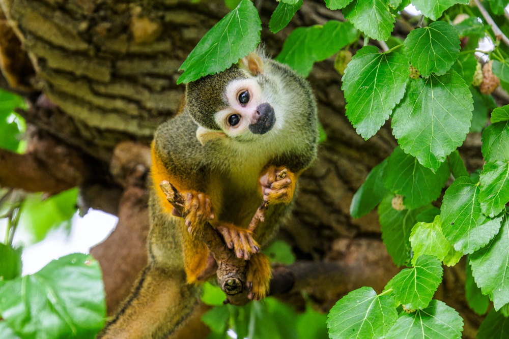 Návštěvníci se na komentované krmení u čiperných kotulů veverovitých mohou těšit v 10.30 na opičích ostrovech. Foto Petr Hamerník, Zoo Praha
