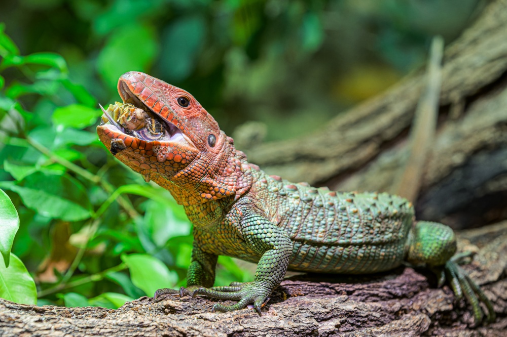 Jazykem dracény své kluzké sousto několikrát šikovně obrátí a oddělí ostré úlomky rozdrcené skořápky, které vyplivnou. Foto Petr Hamerník, Zoo Praha