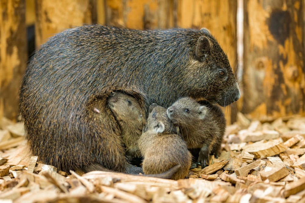 Two-week-old baby Hutias still drink their mother’s milk, but they also try solid food. In addition to root vegetables, one of the adults’ favourite delicacies is boiled potatoes. Photo Petr Hamerník, Prague Zoo