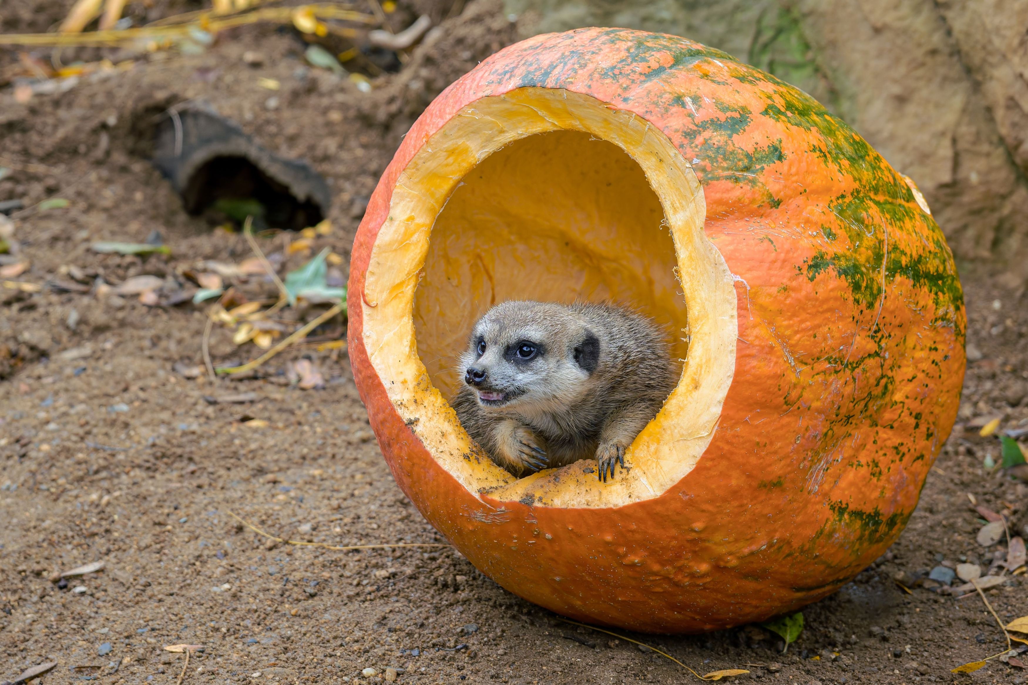 Surikaty i hrabáči kapští ocení dýně plné takzvaných moučných červů. Foto Petr Hamerník, Zoo Praha Surikaty i hrabáči kapští ocení dýně plné takzvaných moučných červů. Foto Petr Hamerník, Zoo Praha