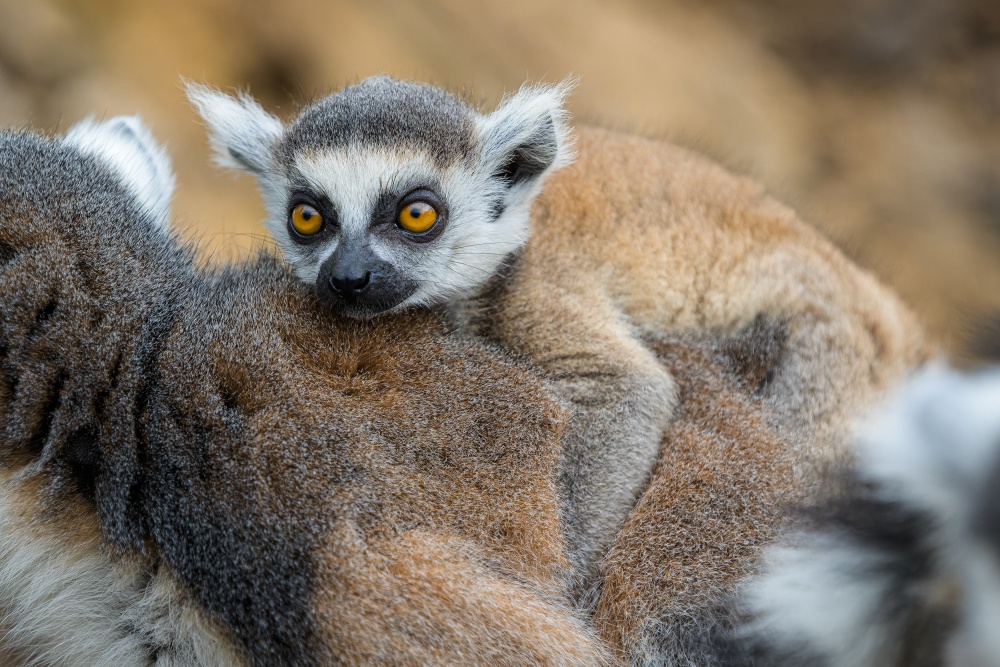 Šestitýdenní mládě na zádech své matky. Foto Petr Hamerník, Zoo Praha