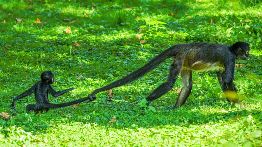 Tiko uses his long tail not only when climbing branches as a safety rope for the climber, but at the same time he also uses it to guard his mother Talula - so in this case it is more about parental supervision.  Photo by Petr Hamerník, Prague Zoo 