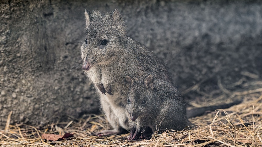 Hop! V Darwinově kráteru právě podniká své první průzkumy malý klokánek krysí, teprve druhé mládě v historii Zoo Praha. Jídelníček tohoto drobného vačnatce bude v dospělosti sestávat zejména z hub. Pochutná si třeba na hlívě nebo žampionech. Na snímku je mládě s matkou. Foto Petr Hamerník, Zoo Praha