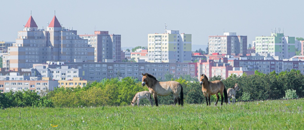 Pražské Dívčí hrady nabízejí nyní unikátní pohledy na divoké koně Převalského s hříbaty a městské panorama. Nalevo stojí klisna Vereda se svým hříbětem, napravo klisna Gruhne s tím svým. Foto Petr Hamerník, Zoo Praha