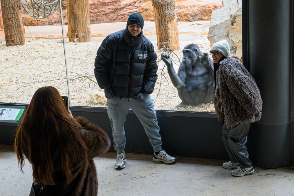 Bezmála desetiletý samec gorily nížinné Ajabu patří k oblíbencům návštěvníků v pavilonu Rezervace Dja. Foto Petr Hamerník, Zoo Praha