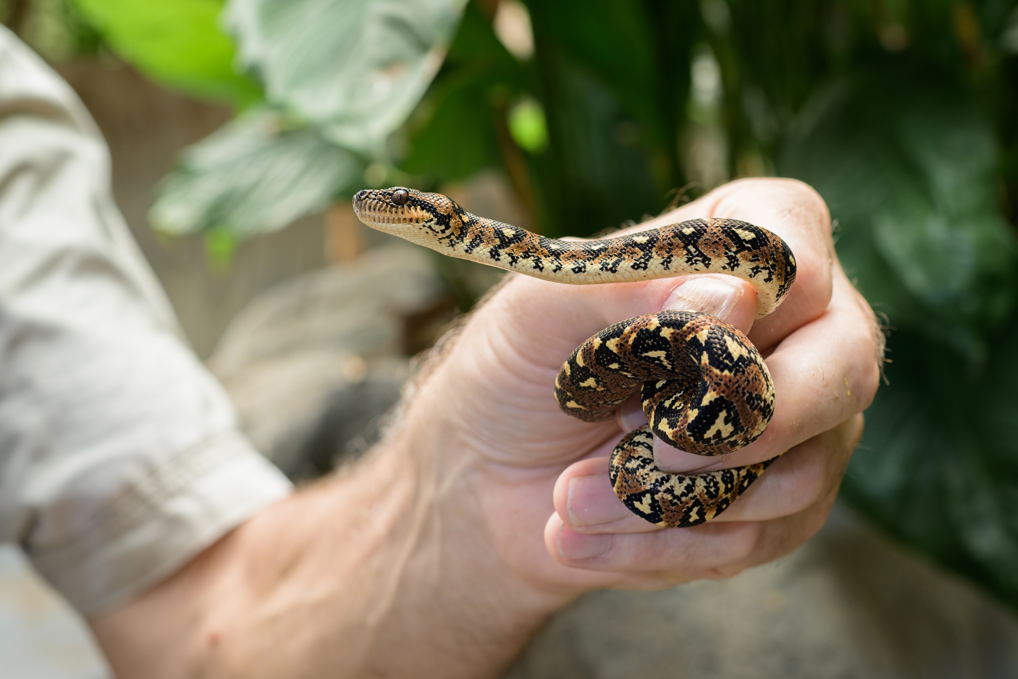 Mláďata hroznýše hnědého jsou pestřejší a výraznější než dospělí jedinci. Tento druh byl dříve považován za poddruh hroznýše psohlavého, ale genetické testy ukázaly, že je dělí miliony let samostatného vývoje. Foto Petr Hamerník, Zoo Praha