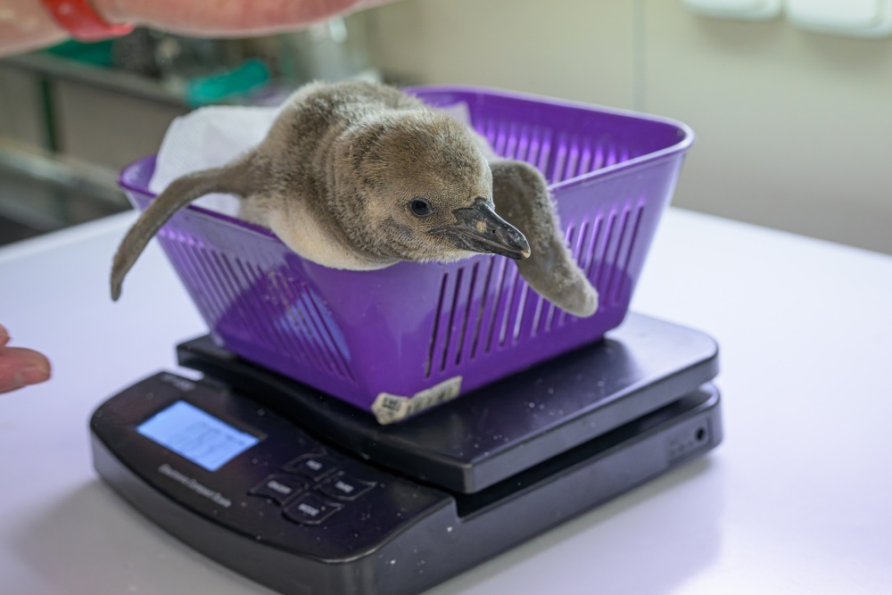 Zatímco odchov mláděte probíhá přirozeně, pravidelné vážení je v prostředí zoologické zahrady důležité pro kontrolu příbytků hmotnosti. Pokud by něco nebylo v pořádku, umožní to chovatelům včas zasáhnout. Foto Petr Hamerník, Zoo Praha
