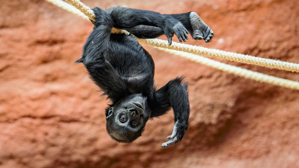 Mobi naopak neustále zkoumá své okolí. Foto Petr Hamerník, Zoo Praha