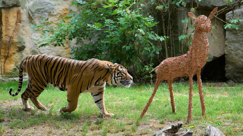 Achilles „loví“ svůj dárek v podobě potravního enrichmentu – srnu z vrbového proutí naplněnou masem. Foto Petr Hamerník, Zoo Praha