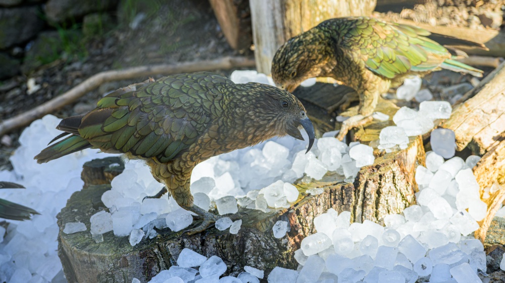S ledovými kostkami si zítra pohrají i novozélandští endemité – nestoři kea, kteří jsou proslulí svou zvídavostí a inteligencí. Foto Petr Hamerník, Zoo Praha