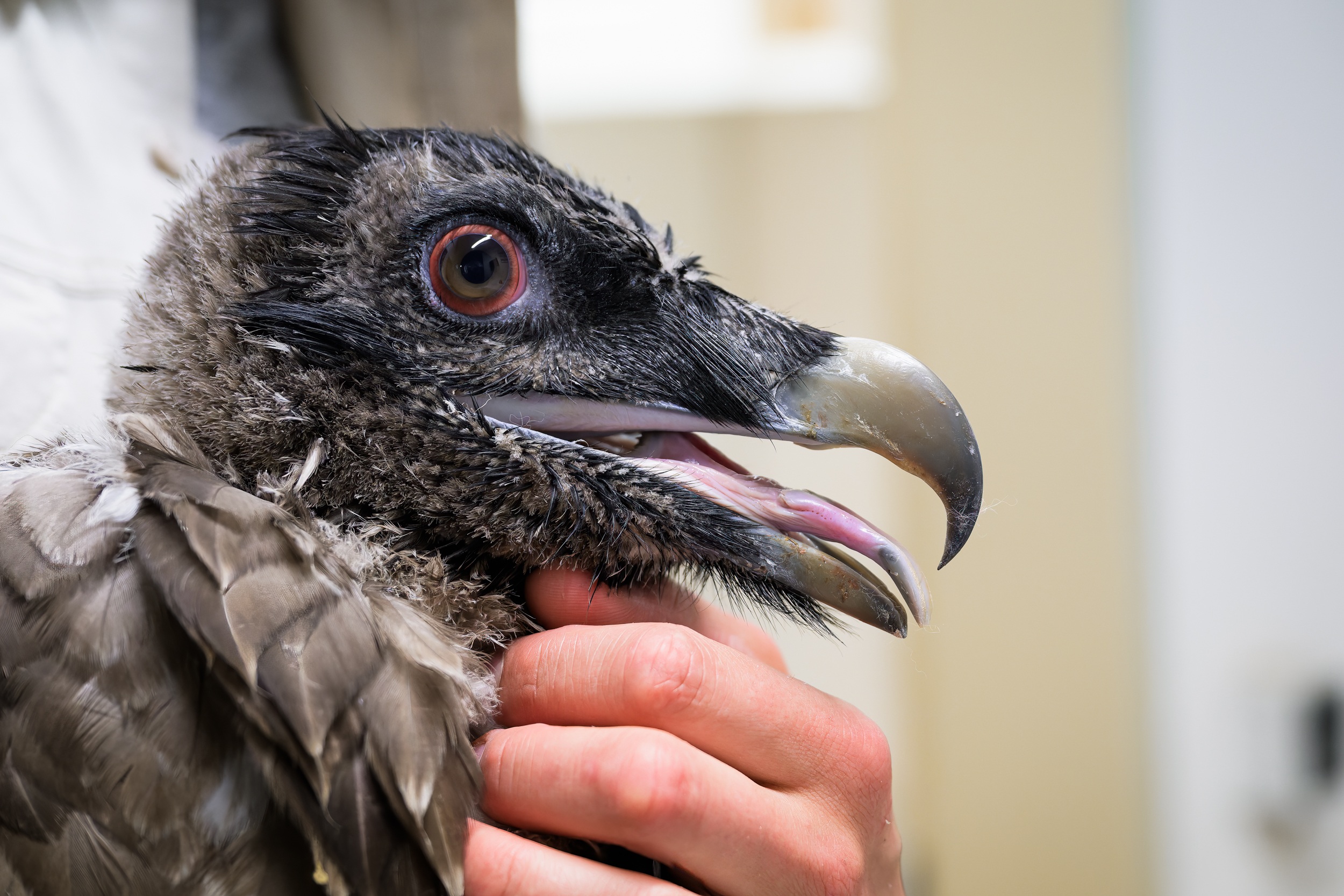 Portrét tříměsíční samice orlosupa bradatého odhaluje červené okruží očí a masivní zobák. Foto Petr Hamerník, Zoo Praha Portrét tříměsíční samice orlosupa bradatého odhaluje červené okruží očí a masivní zobák. Foto Petr Hamerník, Zoo Praha