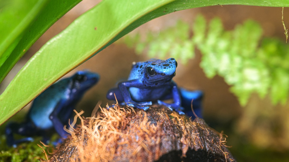 Morf pralesničky barvířské Azureus najdeme v přírodě pouze ve Francouzské Guyaně. Foto Petr Hamerník, Zoo Praha