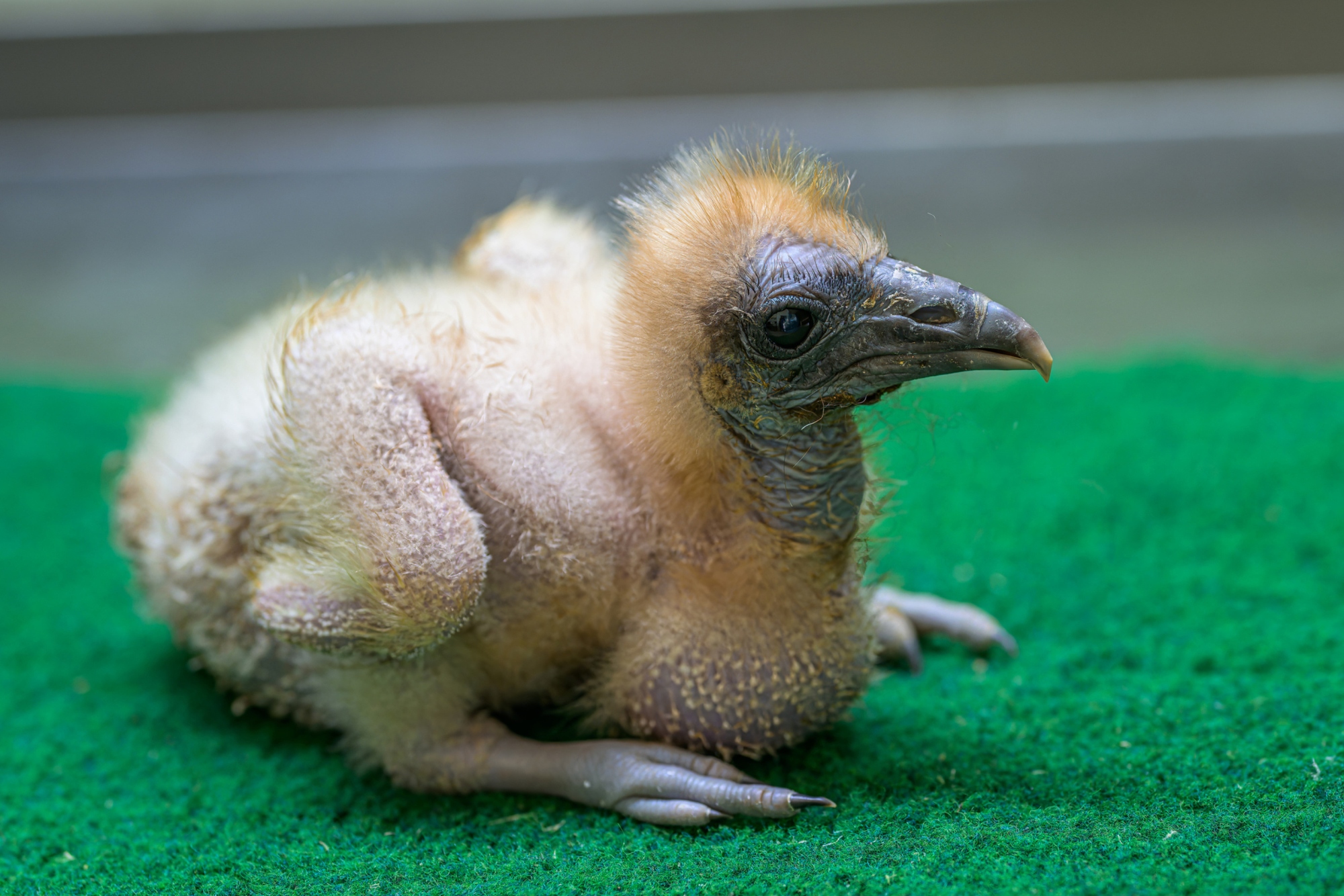 Mládě zachycené ve věku pouhých tří dnů. Foto Petr Hamerník, Zoo Praha Mládě zachycené ve věku pouhých tří dnů. Foto Petr Hamerník, Zoo Praha