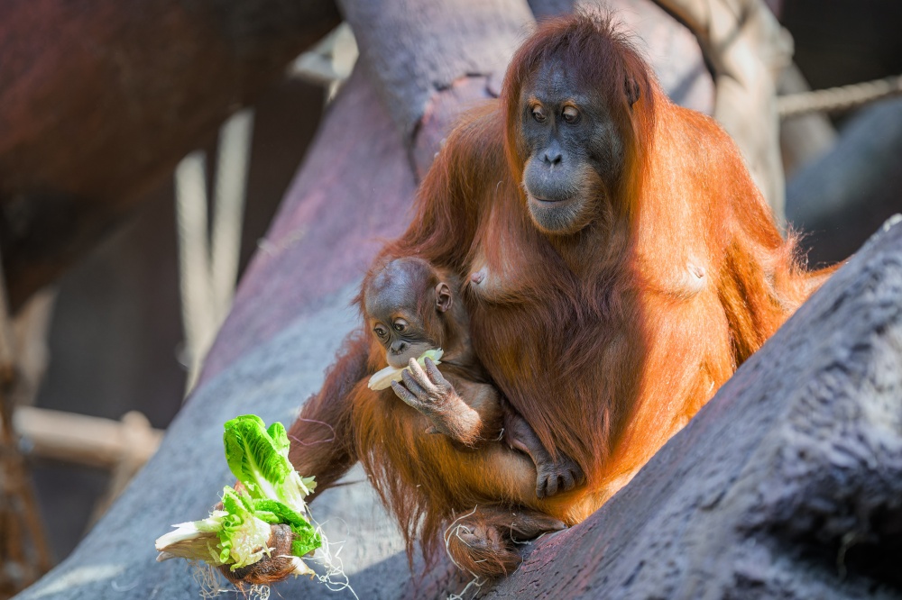 Hlavní složkou krmení orangutanů v Zoo Praha je listová a kořenová zelenina, větve na okus a speciální granulát pro listožravé primáty. Přestože je roční Harapan stále kojený, přijímá už i pevnou stravu. Foto Petr Hamerník, Zoo Praha