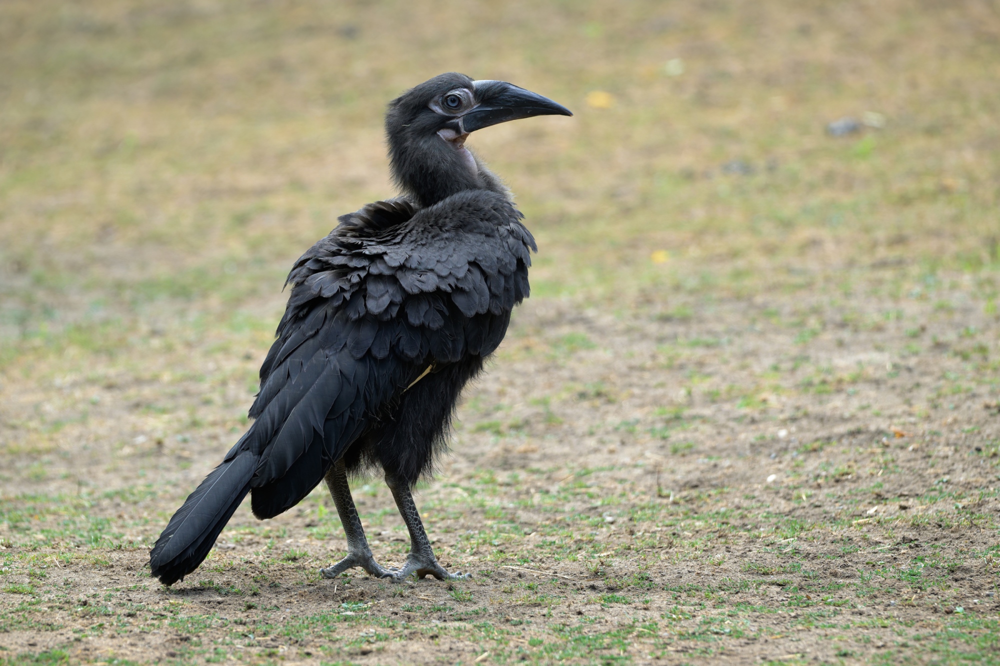 Návštěvníci Zoo Praha mládě bezpečně poznají podle absence červené barvy na hlavě a krku. Foto Petr Hamerník, Zoo Praha