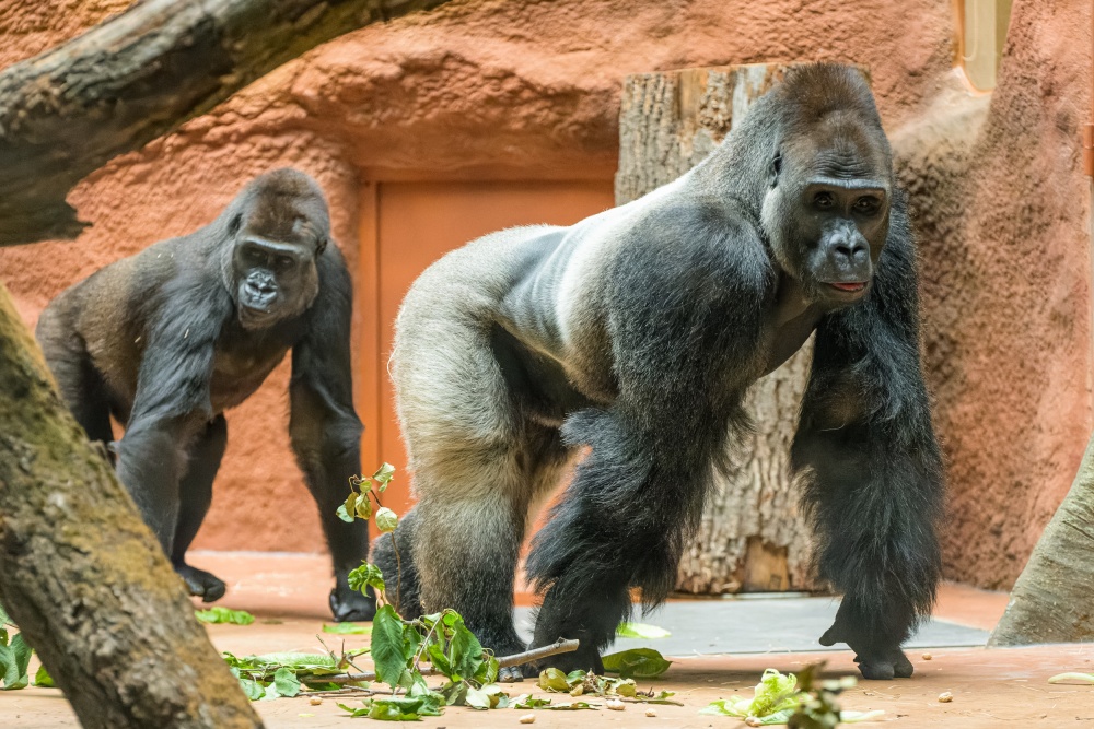 Visitors had the first opportunity to see with their own eyes the new breeding male Kisuma and the female Duni, daughter of the legendary Moja.  Photo by Petr Hamerník, Prague Zoo