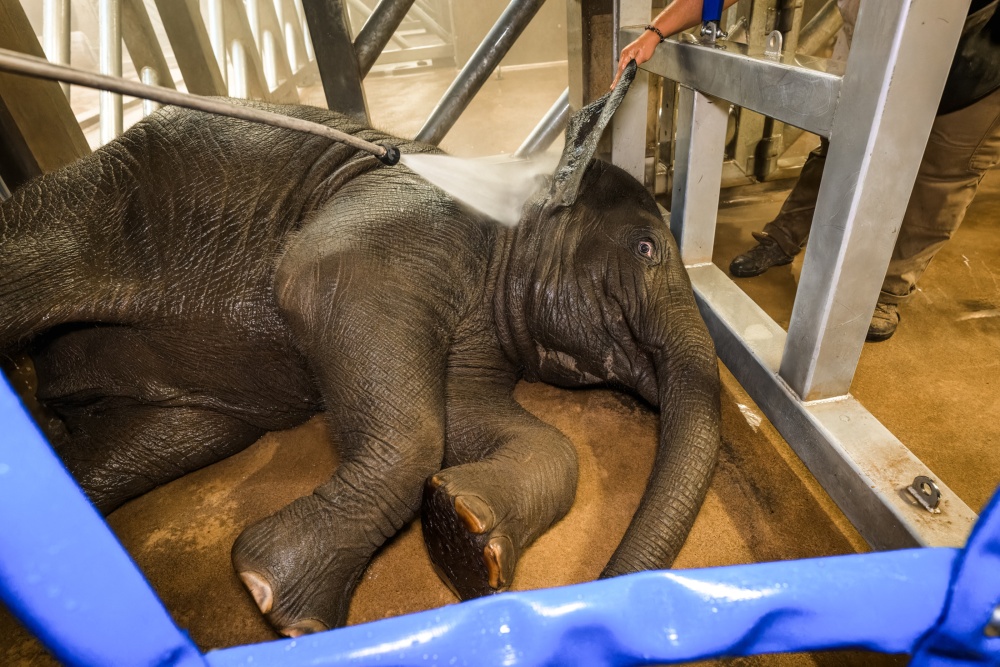 Při ranním mytí chovatelé také kontrolují zdravotní stav zvířete. Na snímku slůně Amalee. Foto Petr Hamerník, Zoo Praha