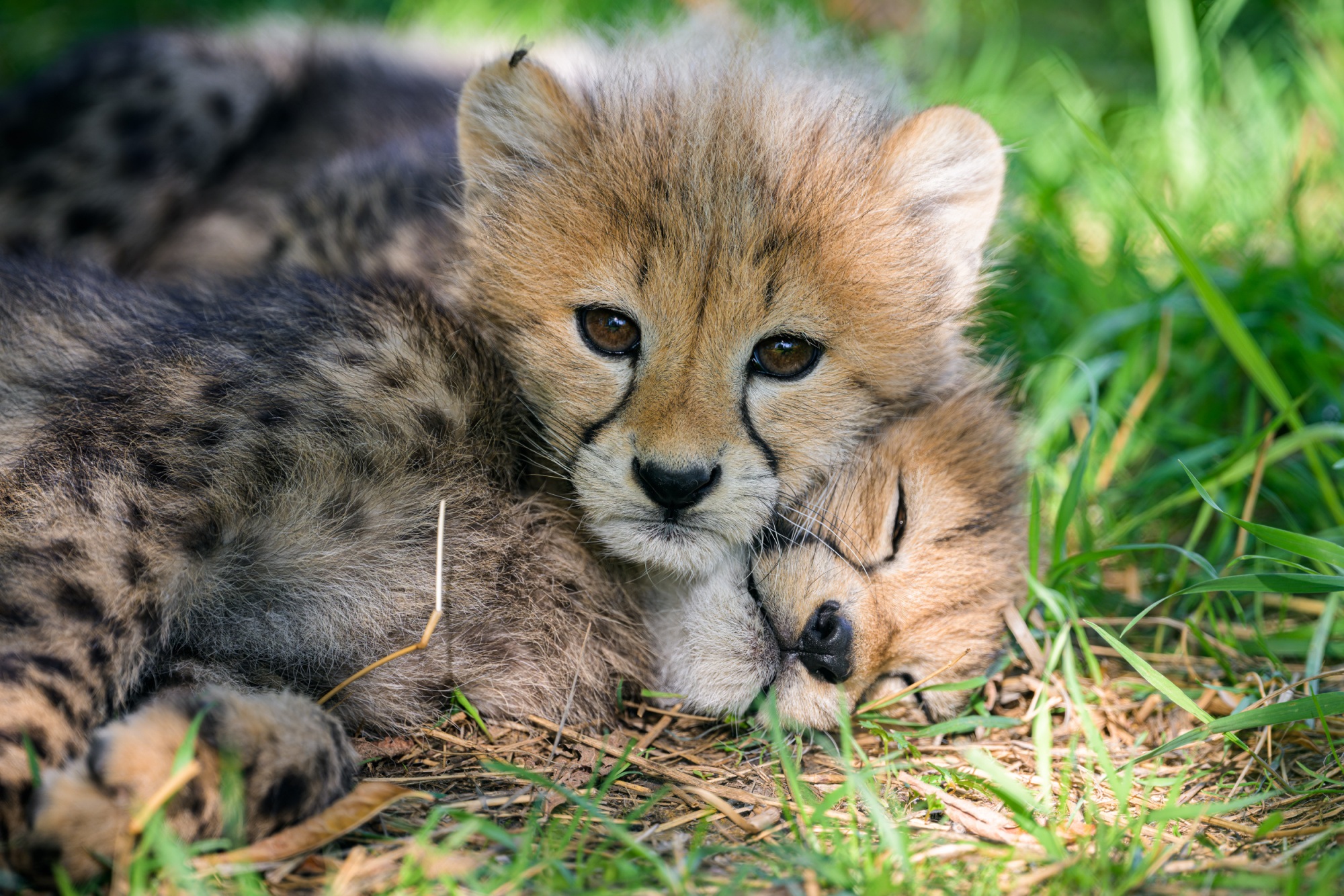 Female cheetahs live solitary lives, while males often form lifelong alliances with their brothers, making cheetahs one of the few cat species that are at least partly social. Photo: Petr Hamerník, Prague Zoo Female cheetahs live solitary lives, while males often form lifelong alliances with their brothers, making cheetahs one of the few cat species that are at least partly social. Photo: Petr Hamerník, Prague Zoo