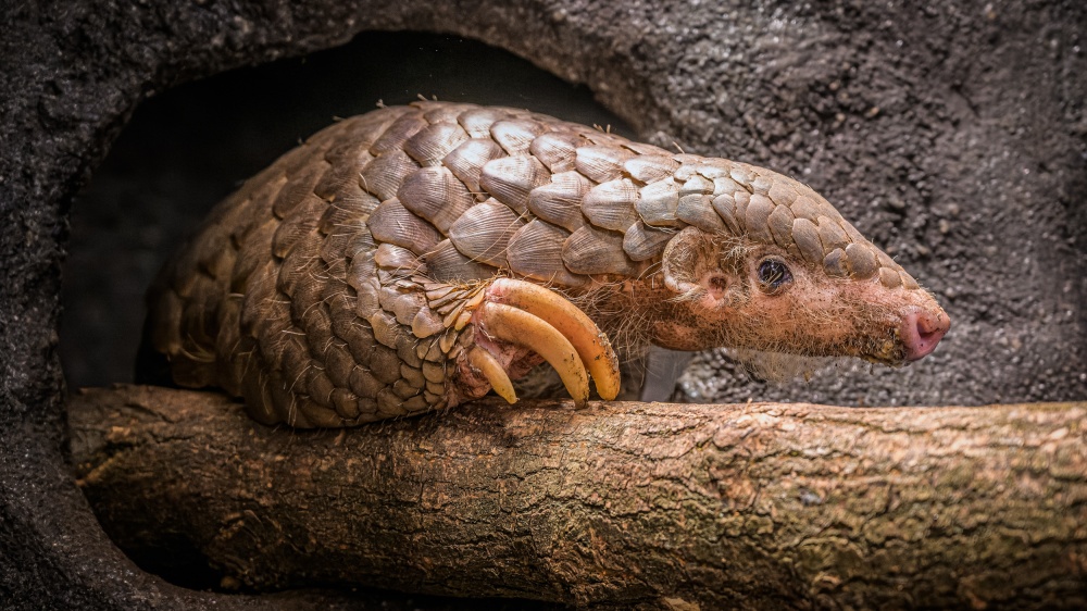 Zoo Praha představila veřejnosti luskouny