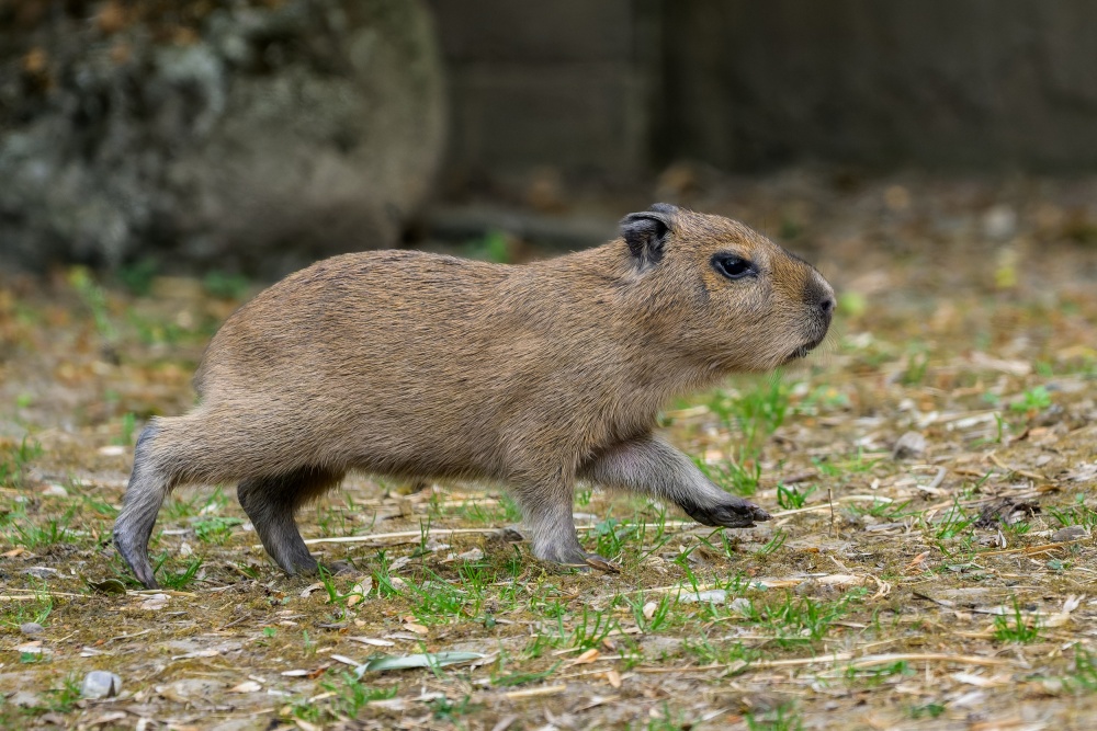 Kapybary rostou velmi rychle a již od malička jsou drobnými kopiemi svých rodičů, kteří přišli do Zoo Praha v roce 2023. Foto Petr Hamerník, Zoo Praha