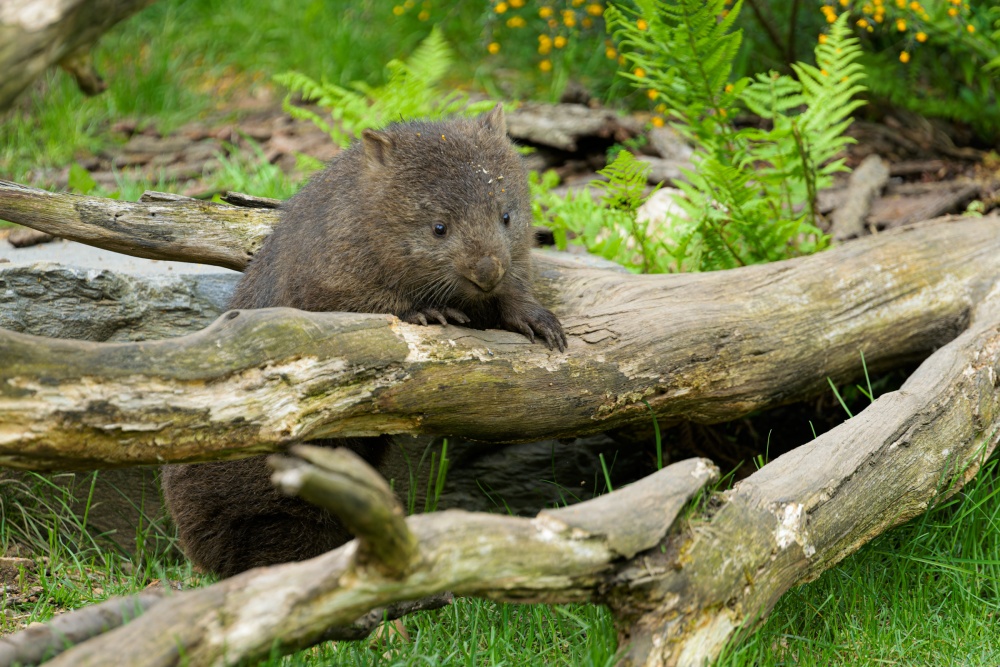 Winkleigh se narodila v Tasmánii a stejně jako samec Cooper tak patří k tasmánskému poddruhu vombata obecného. Ten se vyznačuje menším vzezřením i vyšší odolností vůči chladnějšímu podnebí. Foto Petr Hamerník, Zoo Praha