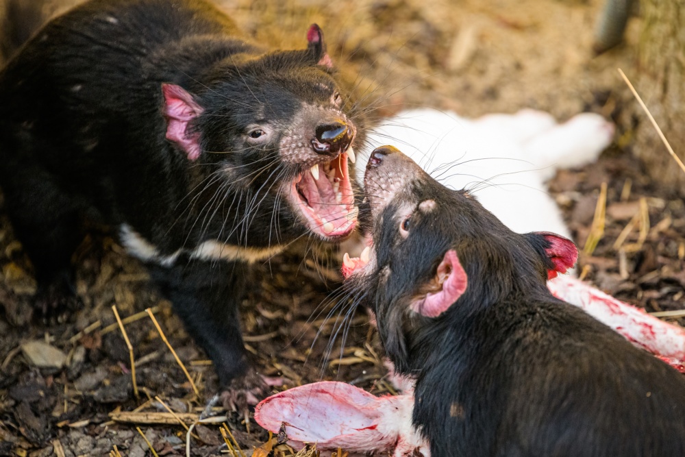 Ďáblům medvědovitým bude v Zoo Praha patřit Bílá sobota. Možná se ukáže i „velikonoční zajíček“ v podobě krmného králíka. Foto Petr Hamerník, Zoo Praha