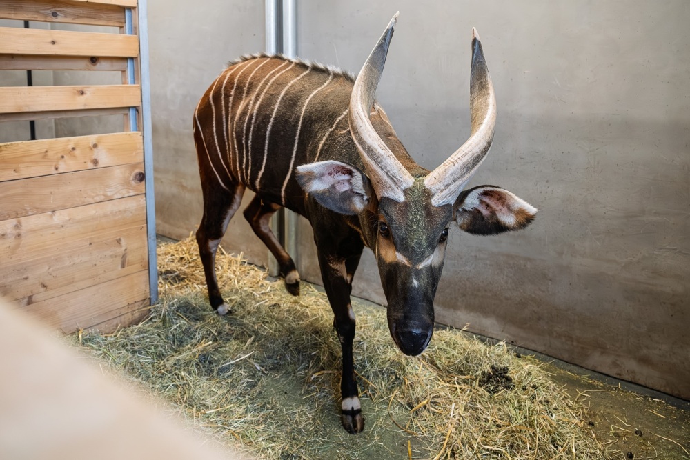 První chvíle pražského samce bonga horského v Safari Parku Dvůr Králové, kde podstupuje předodletovou karanténu. Z východočeské zoo následně nejspíš na konci dubna zamíří do Keni. Foto Helena Hubáčková, Safari Park Dvůr Králové První chvíle pražského samce bonga horského v Safari Parku Dvůr Králové, kde podstupuje předodletovou karanténu. Z východočeské zoo následně nejspíš na konci dubna zamíří do Keni. Foto Helena Hubáčková, Safari Park Dvůr Králové