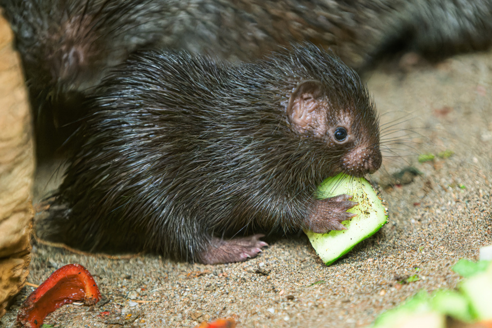 Foto Petr Hamerník, Zoo Praha