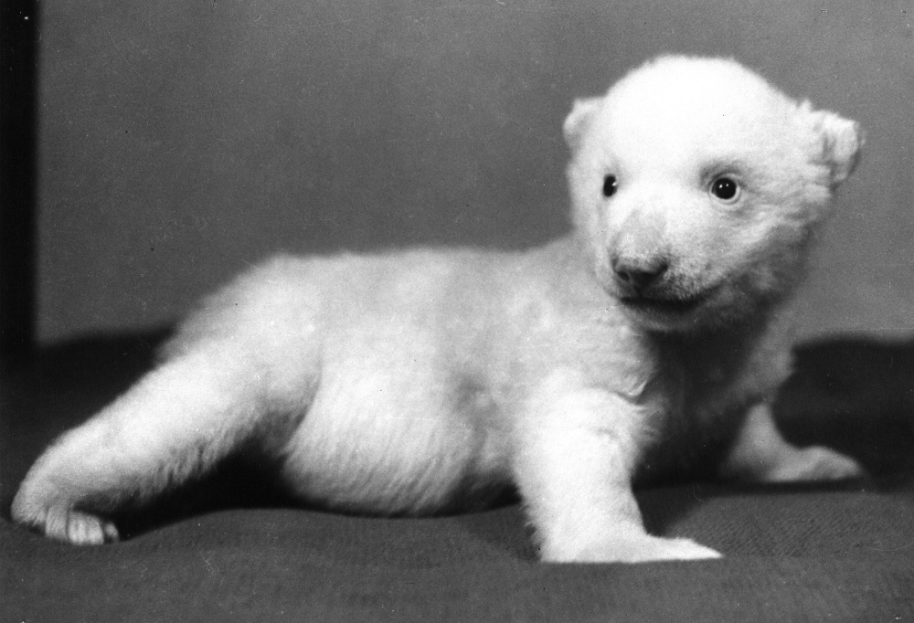 Mládě ledního medvěda Sněhulka, též označované jako Ilun, se narodilo v prosinci 1942. Tehdejšímu řediteli pplk. MVDr. Janu Vlasákovi se podařilo jej uměle odchovat za vydatného přispění jeho manželky. Foto Josef Seget, Zoo Praha