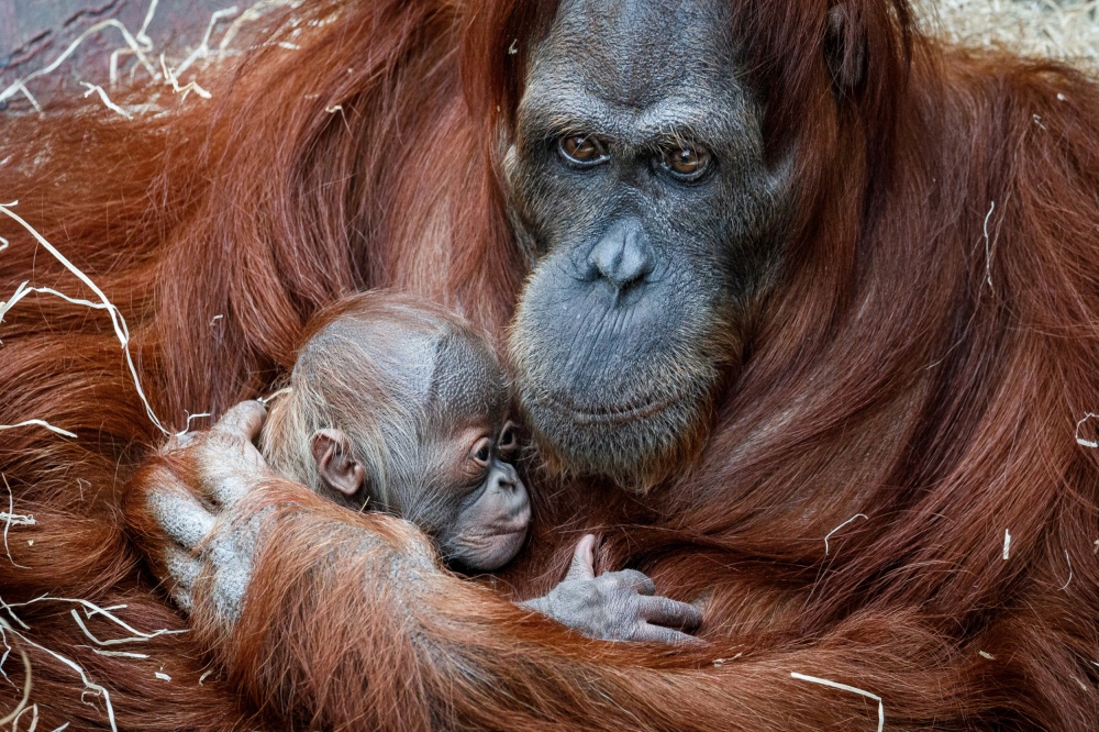 Kawi was born on 17 November 2020, a national holiday commemorating the Velvet Revolution, which is why he is sometimes called the Velvet Baby. Pictured with his mother Mawar at two days old. Photo Miroslav Bobek, Prague Zoo