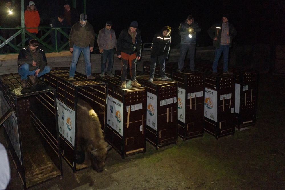 Všech devět zubrů dorazilo v pořádku do ázerbájdžánského národního parku Shahdag, nyní se budou připravovat na vypuštění do volné přírody. Jedná se o největší národní park v celém pohoří Kavkaz o rozloze 130 tisíc hektarů. Autor: Rustam Maharramov