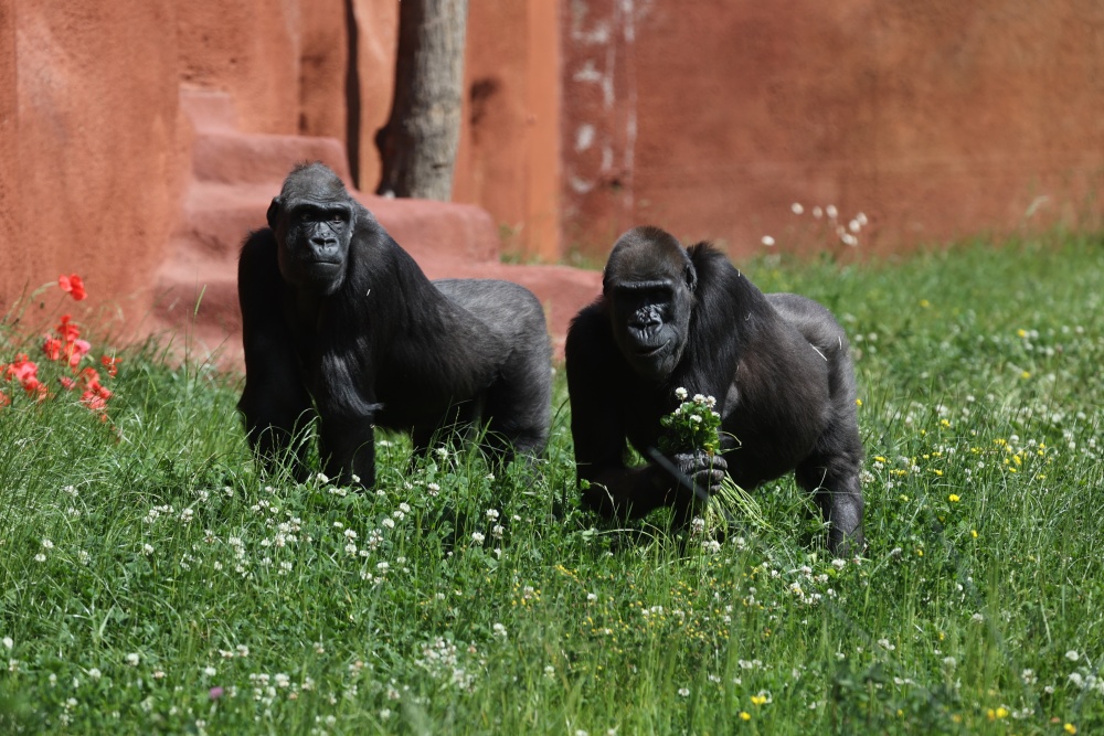 Kijivu a Shinda už do výběhu chodily loni v létě, a tak do něj vstoupily všetečně a ihned se začaly krmit jetelem. Foto Miroslav Bobek, Zoo Praha