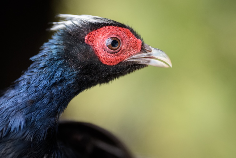 S ohledem na nedostatek dat je bažant Edwardsův veden jako kriticky ohrožený, ale možná je již v přírodě vyhynulý. Foto: Petr Hamerník, Zoo Praha.