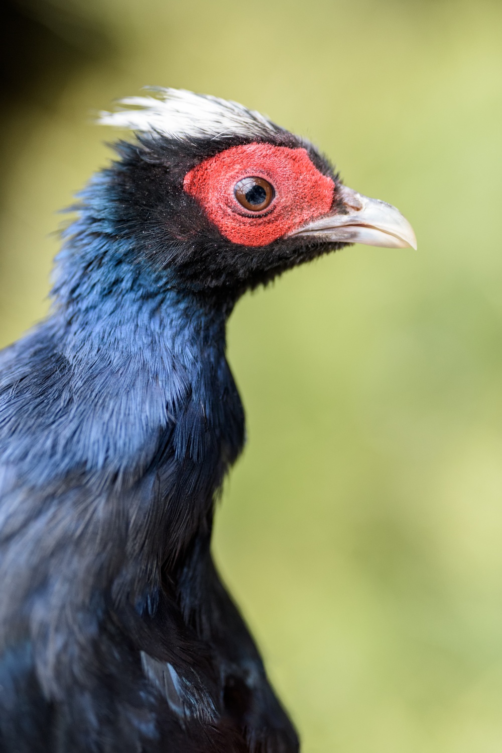 Portrét samce bažanta Edwardsova. Foto Petr Hamerník, Zoo Praha Portrét samce bažanta Edwardsova. Foto Petr Hamerník, Zoo Praha