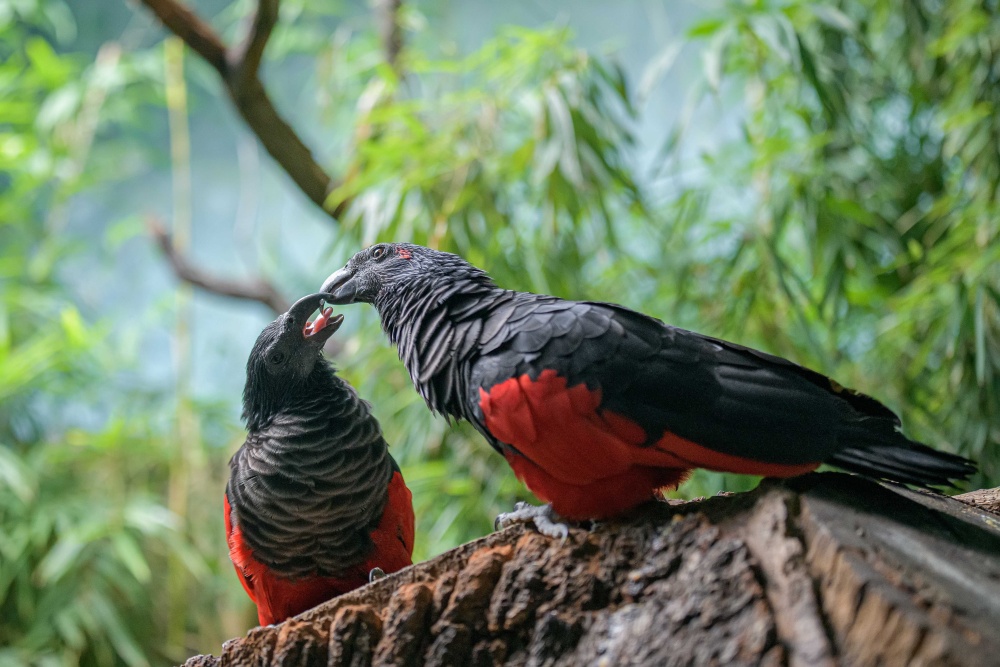 Zoo Praha chová trichy orlí od roku 2014. Tehdy získala první ptáky od českého chovatele Čestmíra Drozdka, který je v posledních deseti letech nejúspěšnějším chovatelem tohoto druhu na světě. Autor: Petr Hamerník, Zoo Praha