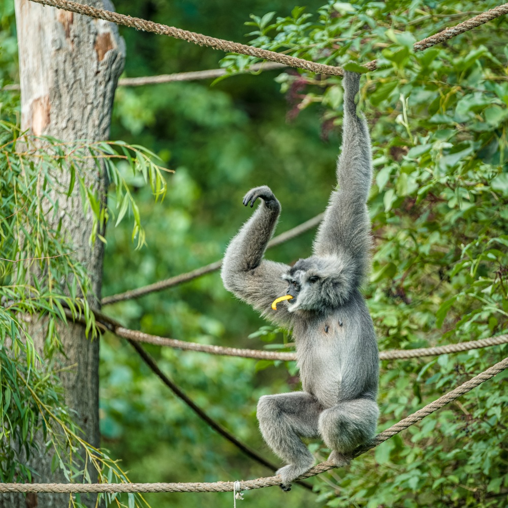 Zoo Praha chová gibony stříbrné od roku 2014, chovný pár – samice Alang Alang (na snímku) a samec Flip – v sobě dle slov chovatelů ihned našli zalíbení a první mládě se tak narodilo rok po jejich spojení. Autor: Petr Hamerník, Zoo Praha