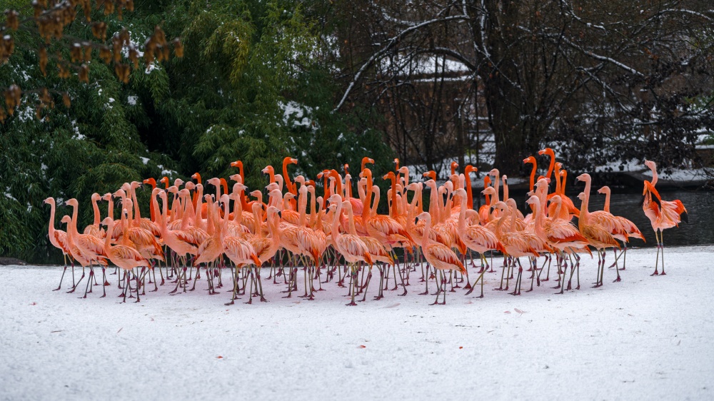 View of flamingos in the snow of a stork.  However, these birds have a strange blood circulation, where the blood flows in an order from the body to the feet, enough for the finger to reach the cold and its flow is possible.  This not only does they not lose body heat, but they also do not perceive any difference compared to the ambient temperature.  Photo by Petr Hamerník, Prague Zoo