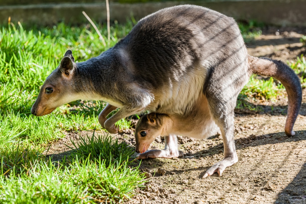 Skupinka klokanů Hagenových se nyní s dvěma mláďaty rozrostla na osm členů. Foto Petr Hamerník, Zoo Praha