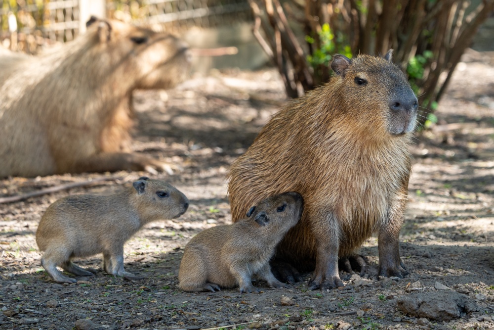 Mláďata zpravidla následují matku či trochu nečekaně i jednoho ze starších bratrů (na snímku). Vodě se zatím vyhýbají. Foto Oliver Le Que, Zoo Praha
