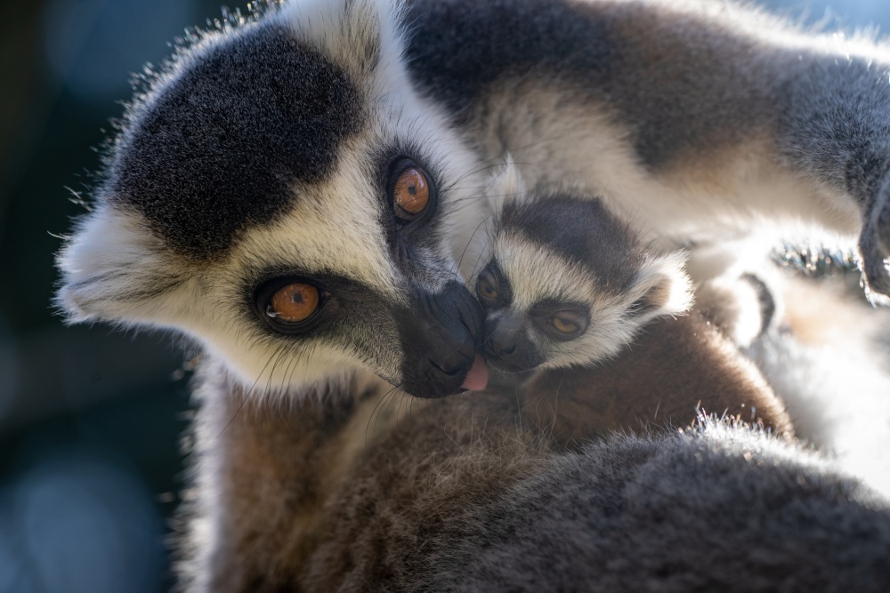 Mládě lemura kata se svou matkou Ankou ve věku pěti dní. Foto Oliver Le Que, Zoo Praha